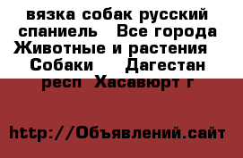 вязка собак русский спаниель - Все города Животные и растения » Собаки   . Дагестан респ.,Хасавюрт г.